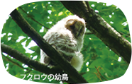 フクロウの幼鳥